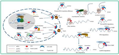 m6A Methylation in Cardiovascular Diseases: From Mechanisms to Therapeutic Potential